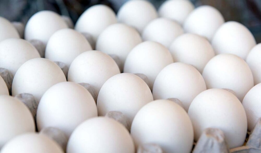 کاهش ۱۵ تا ۲۰ درصدی تولید تخم مرغ
