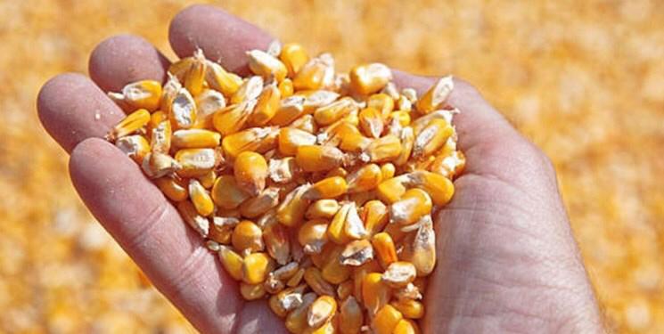 کاهش ۳ میلیون تنی واردات ذرت با اجرای طرح جایگزینی نهاده های دامی