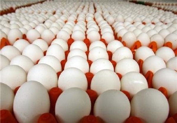 نهاده‌های مرغداران مرغ تخمگذار به‌صورت ۱۰۰درصدی تأمین می‌شود
