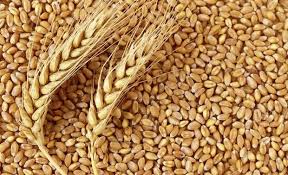 واردات ۲ میلیون و ۳۰۰ هزار تن گندم در راه است/ پیش‌بینی تولید ۱۳ میلیون تن گندم در سال آینده