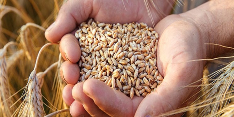 افزایش بی سابقه قیمت گندم و خوراک دام و طیور در بازارهای جهانی