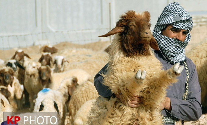 تراژدی تلخ کشتار گوسفندهای مولد / بهزاد خالوندی
