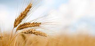 کاهش ۱۱ دلاری قیمت گندم در بازارهای جهانی