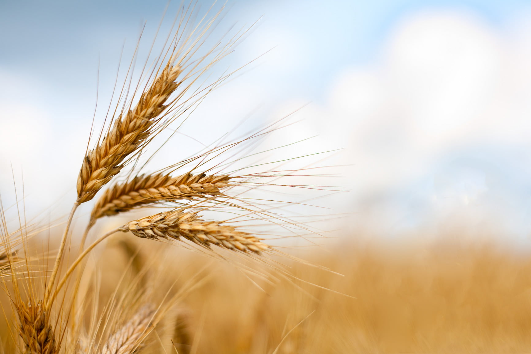 خطر افت تولید گندم در اوکراین