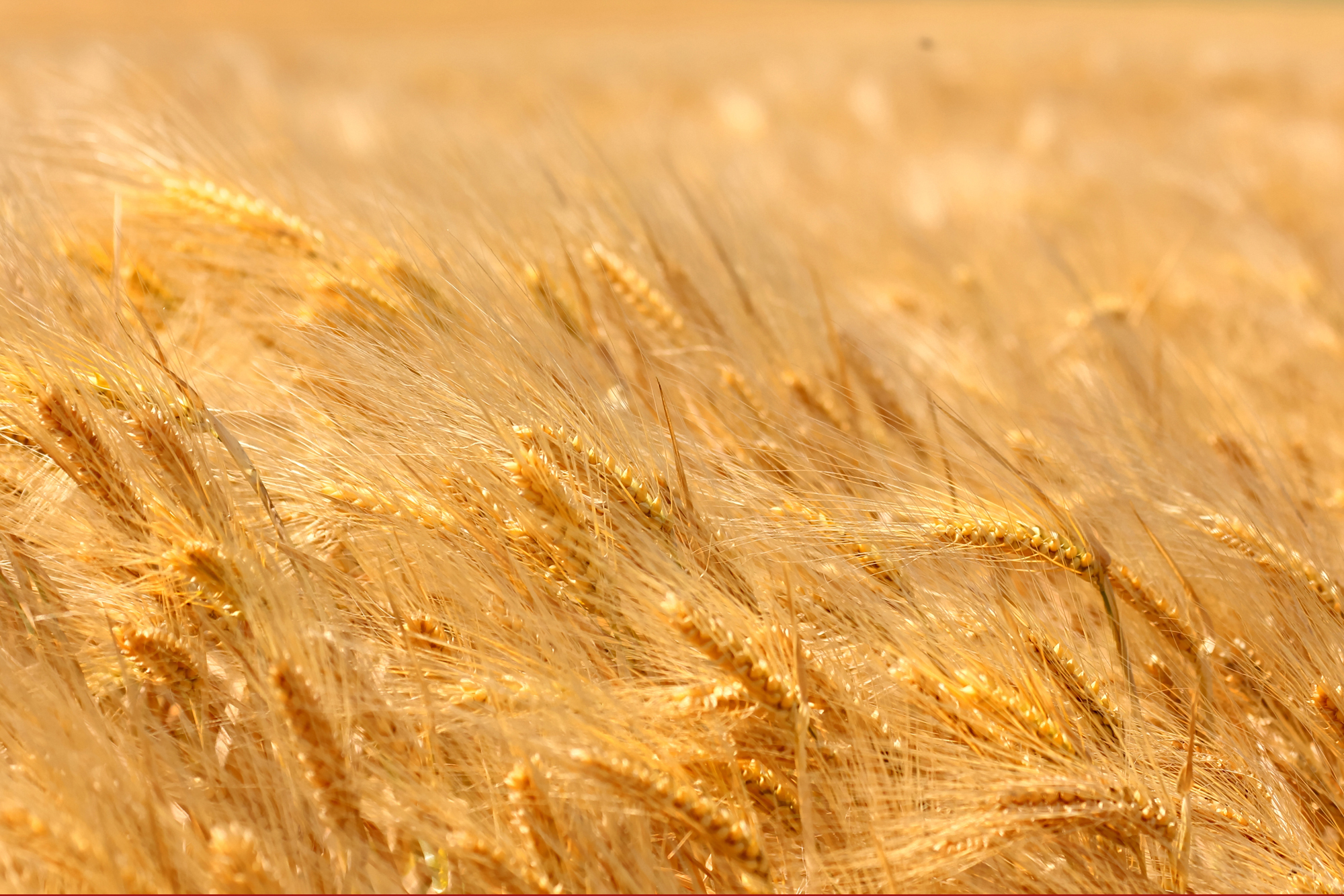 نیاز به واردات گندم نداریم/عبور از رکورد ۱۲۳ساله تولید شکر