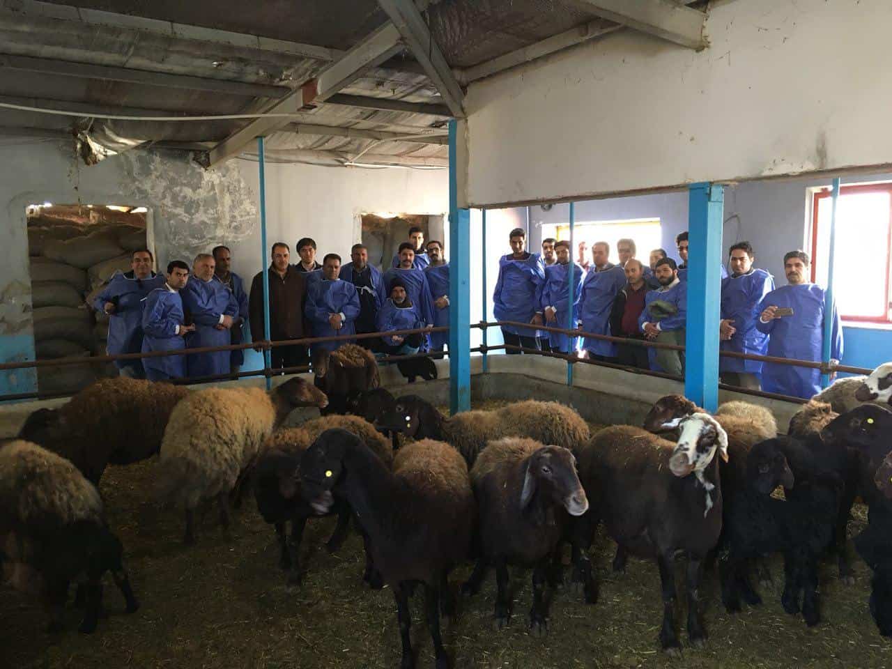 كارگاه تخصصي پرورش گوسفند