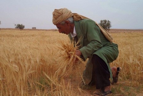 به منظور حمایت از تولیدات داخلی/خرید تضمینی هر تن گندم تولیدی در تونس ۳۰ دلار بالاتر از قیمت واردات