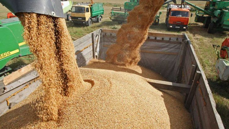 تداوم افزایش قیمت‌های جهانی گندم و خوراک دام