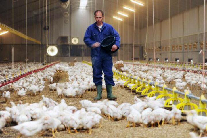 مرغ در درب مرغداری ها  ۱۹ هزار و پانصد تومان خریداری می شود