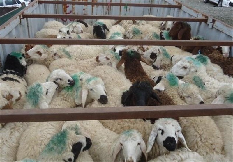 قاچاق دام رونقی ندارد/ نرخ هر کیلو شقه گوسفندی ۱۱۵ هزار تومان شد
