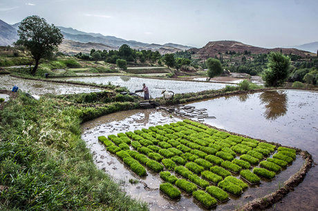 لایحه «اصلاح قانون حفظ کاربری اراضی زراعی و باغ ها»