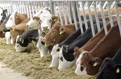 افزایش ۱۲ درصدی تعداد گاو و گوساله دامداری‌های کشور در پاییز امسال