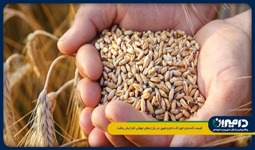 قیمت گندم و خوراک دام و طیور در بازارهای جهانی افزایش یافت