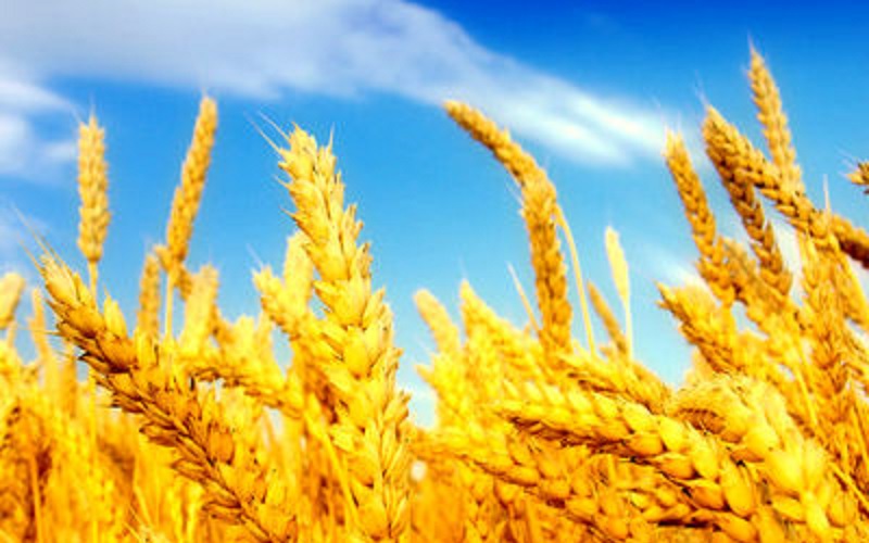 قیمت گندم اصلاح می‌شود / پیشنهاد ۵۵۰۰ تومانی قیمت گندم