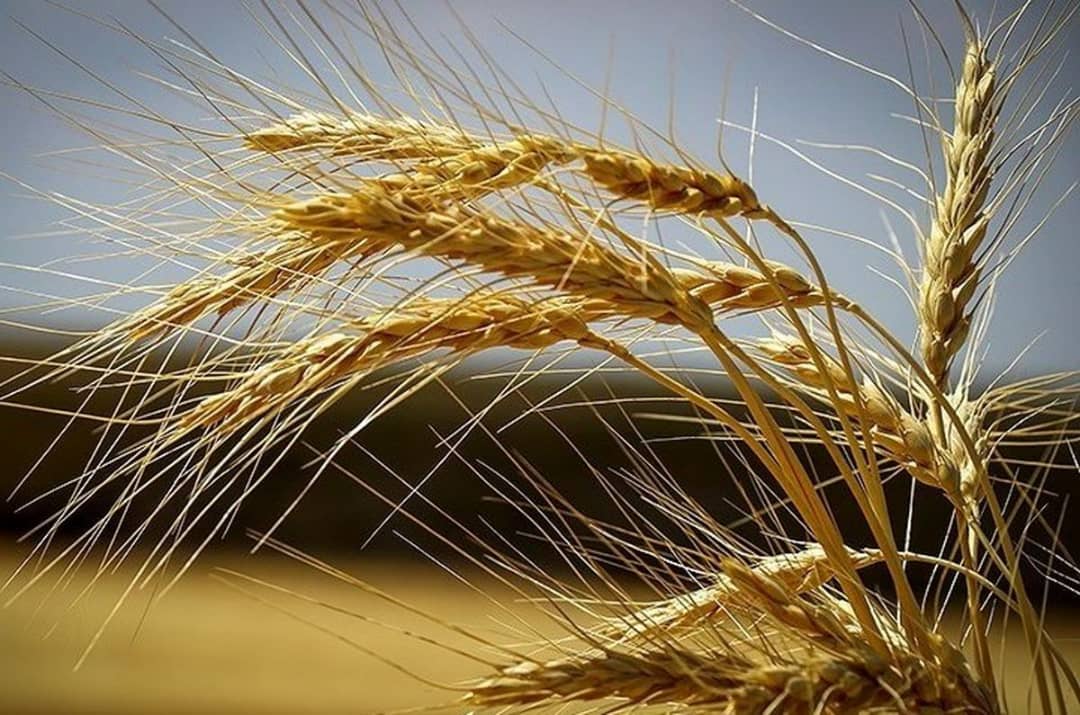 قیمت خرید گندم باید بیش از ۷۰۰۰ تومان اعلام می‌شد / گندم رکن اصلی کشاورزی است
