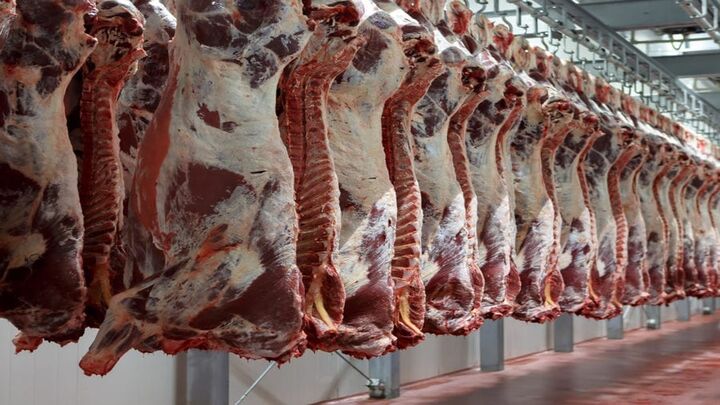مدیریت عرضه گوشت در کشور با محدودیت صادرات دام