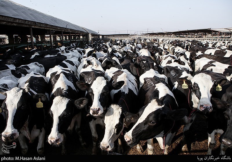 کمبود نهاده‌های دامی بزرگترین مشکل دامداران استان خراسان رضوی/ پرداخت‌ طولانی کارخانه‌های لبنی تولید شیر را با چالش روبرو می‌کند