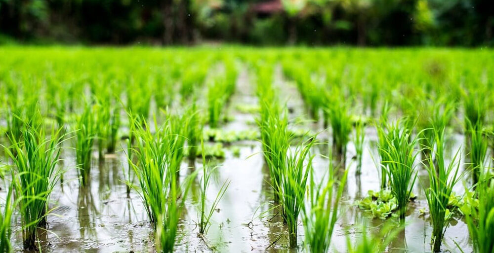 کشت قراردادی کلزا، ذرت، برنج و گندم در دستور کار وزارت جهاد کشاورزی