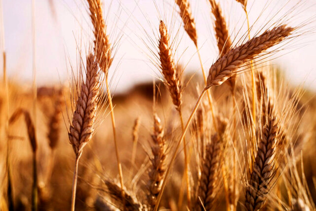 توقف واردات گندم در گرو افزایش بهره وری است
