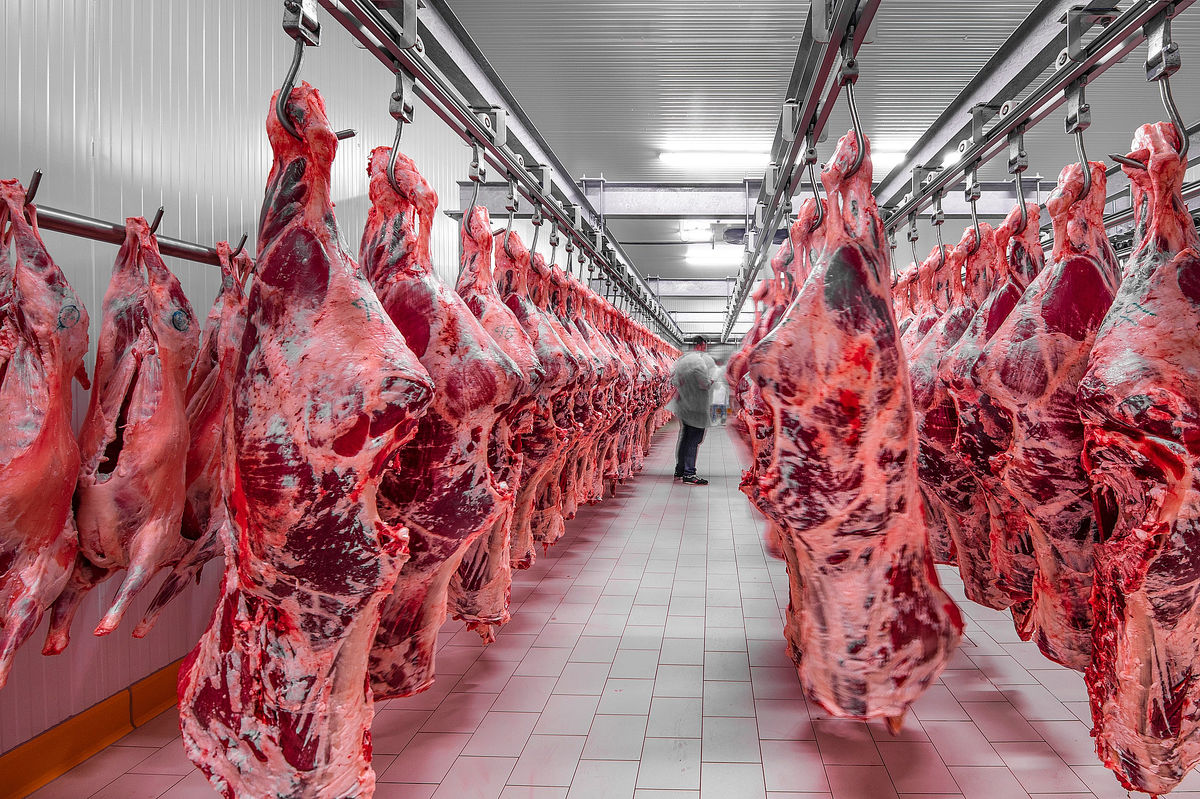 سازمان امور عشایر برای تنظیم بازار گوشت قرمز اعلام آمادگی کرد
