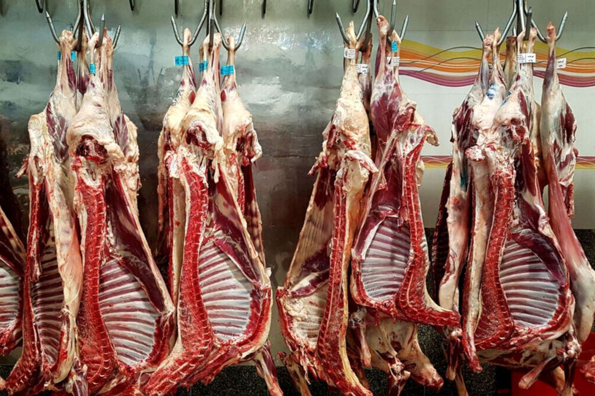 گرانی گوشت قرمز محصول حذف دام‌های مولد است/تولید فراسرزمینی جایگزین واردات گوشت شود