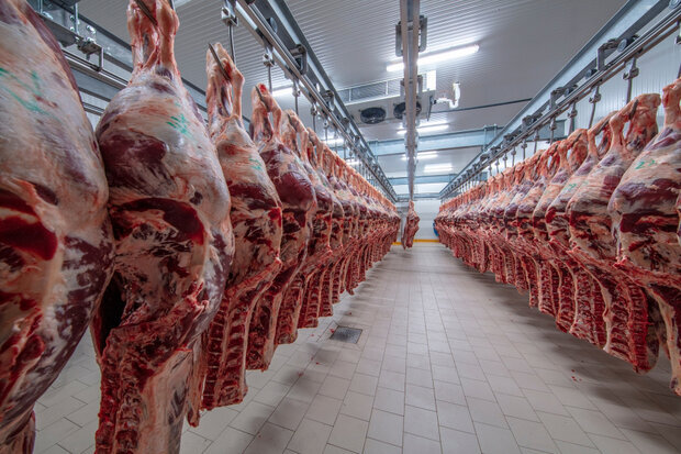 کاهش ۲۶ درصدی میزان تولید گوشت قرمز در خراسان رضوی
