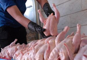 وزارت جهاد کشاورزی موفق در تولید گوشت مرغ