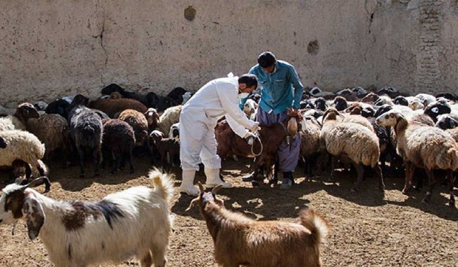 ۱۰۰ درصد واکسن تب برفکی داخلی است