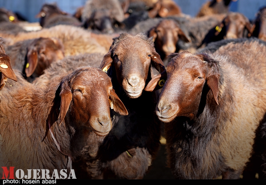 تولید نژاد اصلاح شده دام در پنج استان کشور