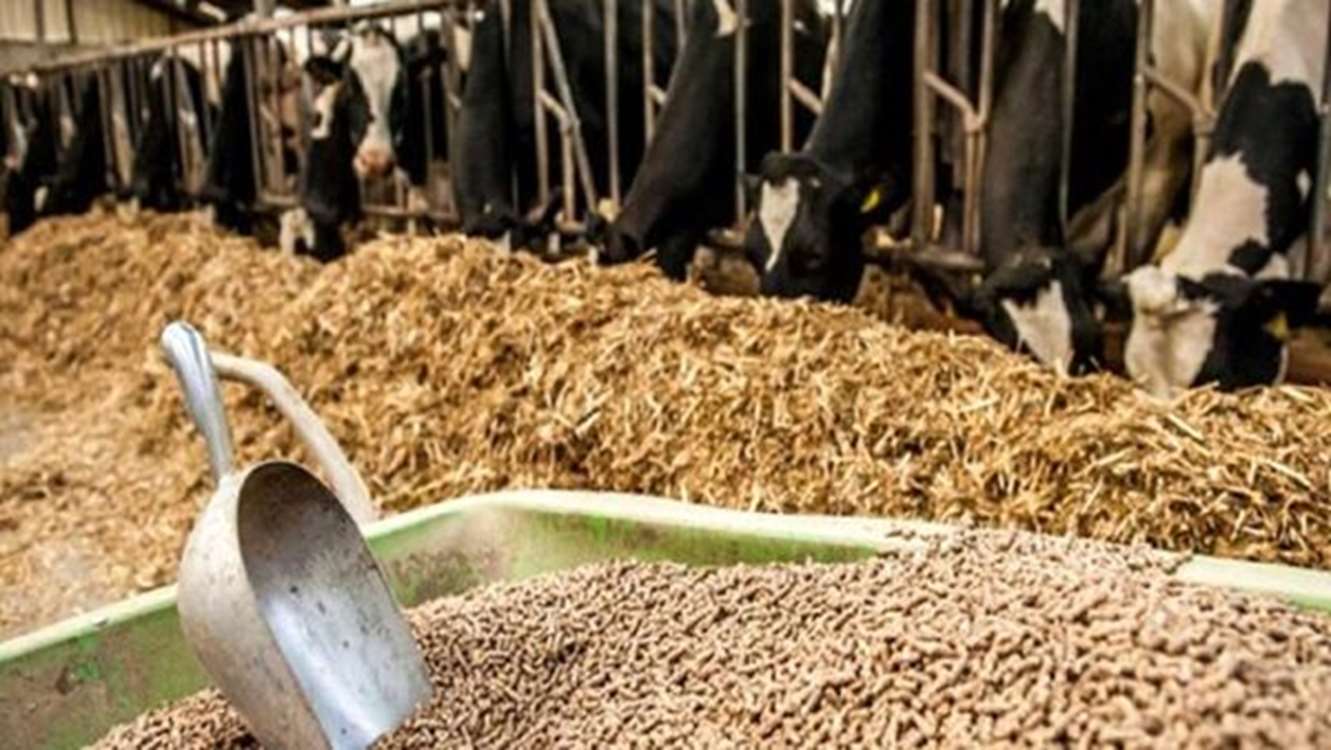 نهادههای دامی با مشارکت تشکلها و استانها توزیع میشود/ تسهیلات ویژه برای دامداریهای روستایی
