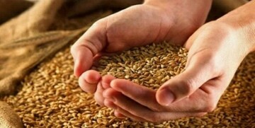 خبر مهم درباره قیمت جدید گندم/ این نرخ پیشنهادی برای هر کیلوگرم گندم رد شد